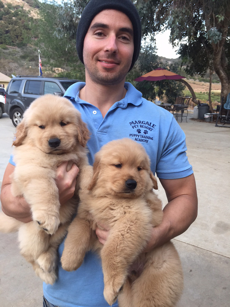 Trainer Nate with Golden puppies